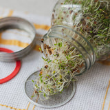 sprouting mason jar